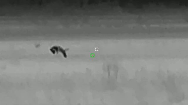 Тепловизор Sytong XM 03-50lrf - реальные кадры охоты на хищников.