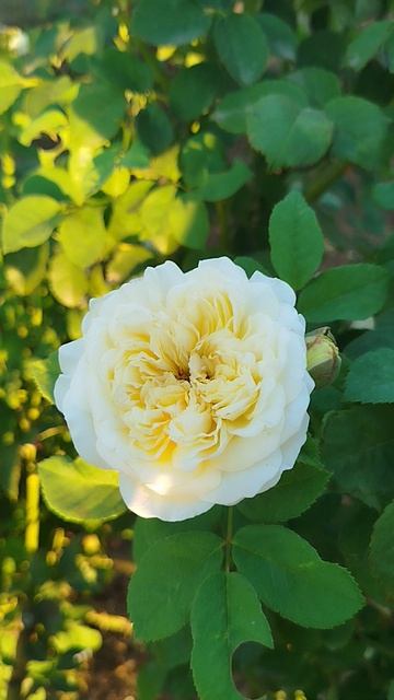 Английская роза Пилигрим.