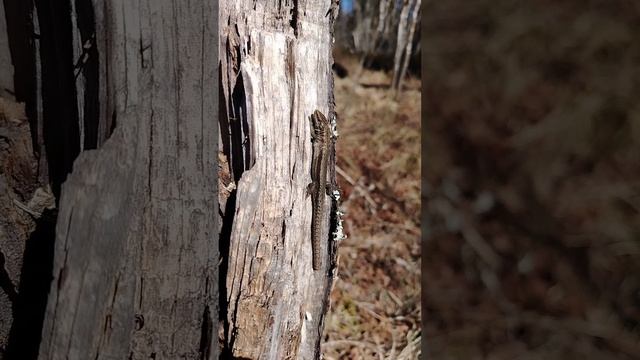 Дикий лес в карельской глубинке с комментариями.