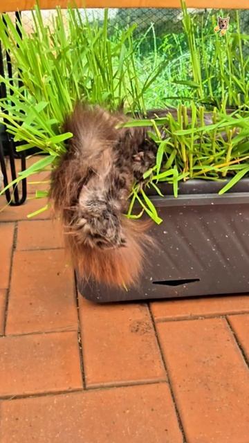 Белка летяга и кот.😻Веселые котики. Коты хулиганы! Невероятные трюки! #кот #хулиган #трюк #short