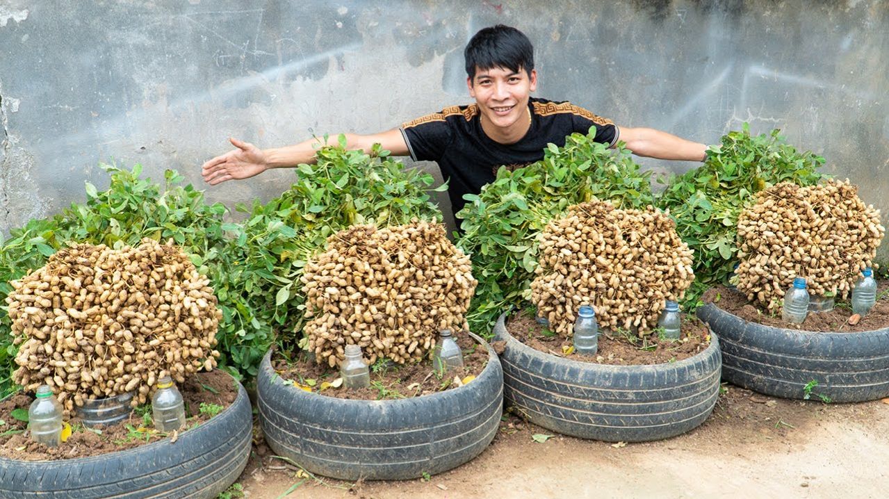 Простой способ выращивания арахиса в мини-огороде из автомобильных шин