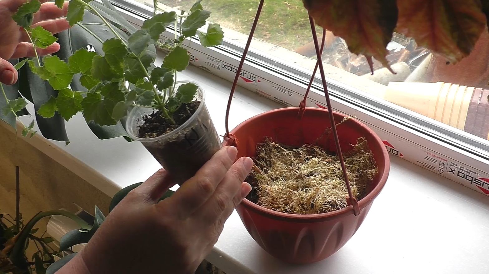 Пересадка цветочной рассады в кашпо. Зачем показываю неприглядное? Отвечаю на комментарий.