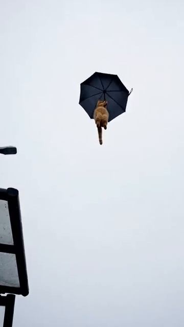 ой.... унесло