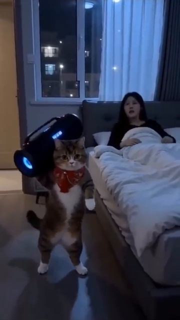 кот по имени Соня