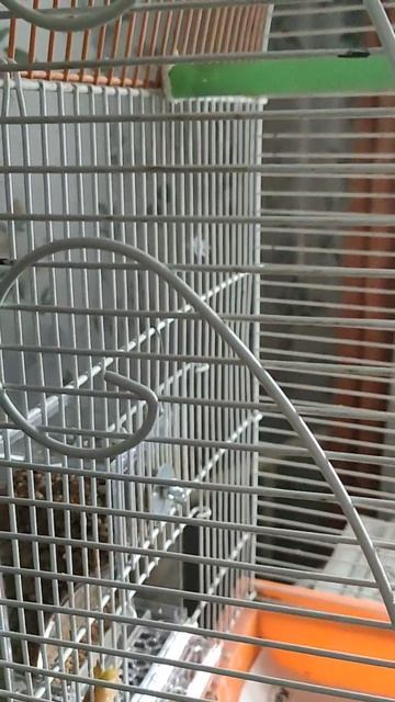 у попугаев новая кормушка, Тишка хочет на ручки