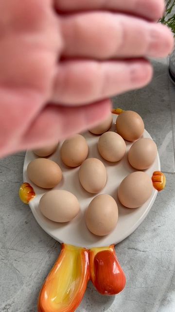 Мои цыплята 🐣☀️🐥