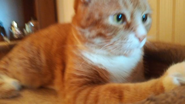 Бя! школа котиков с Валерой!