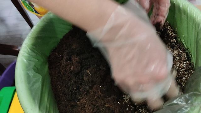 2. биогумус своими руками. первое кормление дождевого червя Старателя