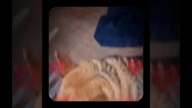 1000056804.mp4 (Собака наблюдает за устройством лестницы на 2-ой этаж в доме А-фрейм)