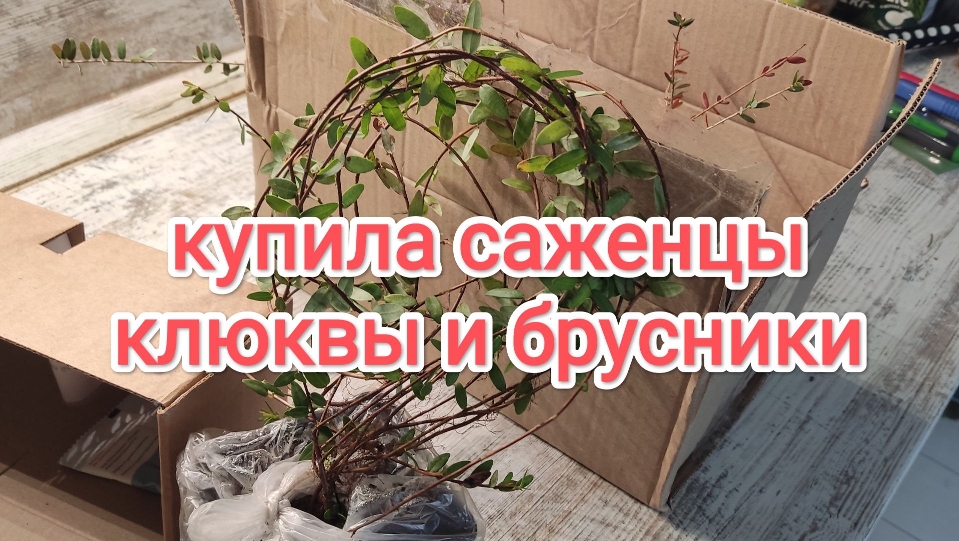 Купила саженцы клюквы и брусники