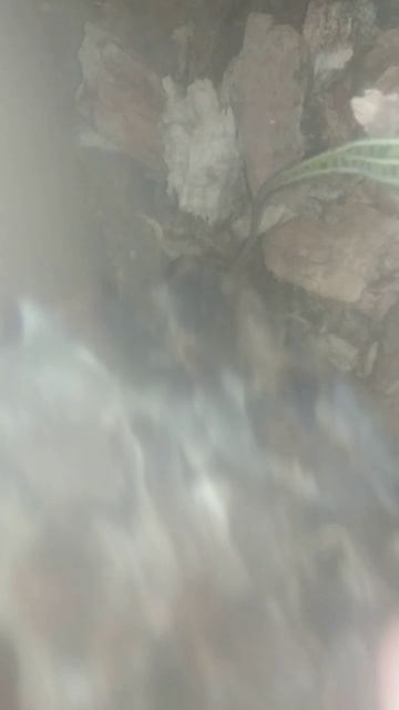 привет,  это снова мои прыткие ящерицы, пожалуйста оставь свой лайки и подписки  ну и комментарий.