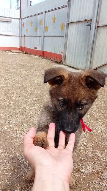 Баларис ЧАРОДЕЙ,  2 месяца 16 дней