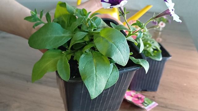 Сравнительный обзор петуний Шок Вейв Парпл Тай Дай и Шейк Распберри.mp4