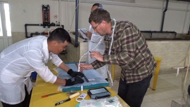 Examination of Pseudoscaphirhynchus hermanni №1354. Nukus Balyk hatchery. 04.04.2026