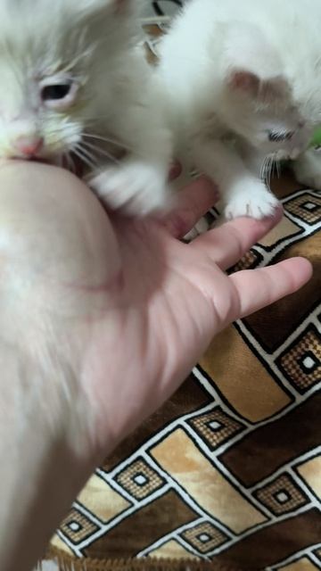 #9 кот принес чужих котят домой #кот #котята #как #что #почему #влог #многодетнве #юмор #смешные