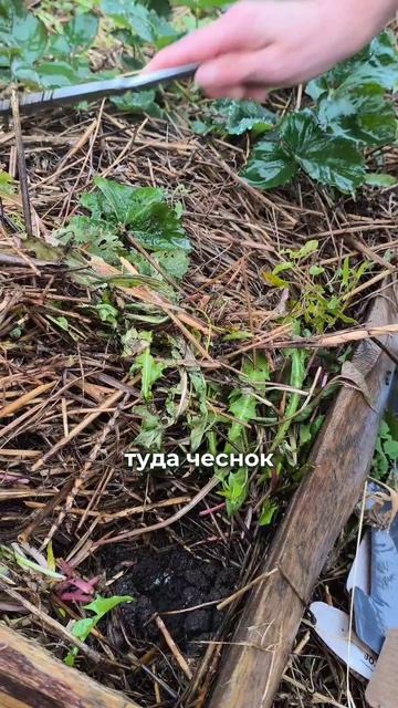 Чеснок на грядке с клубникой