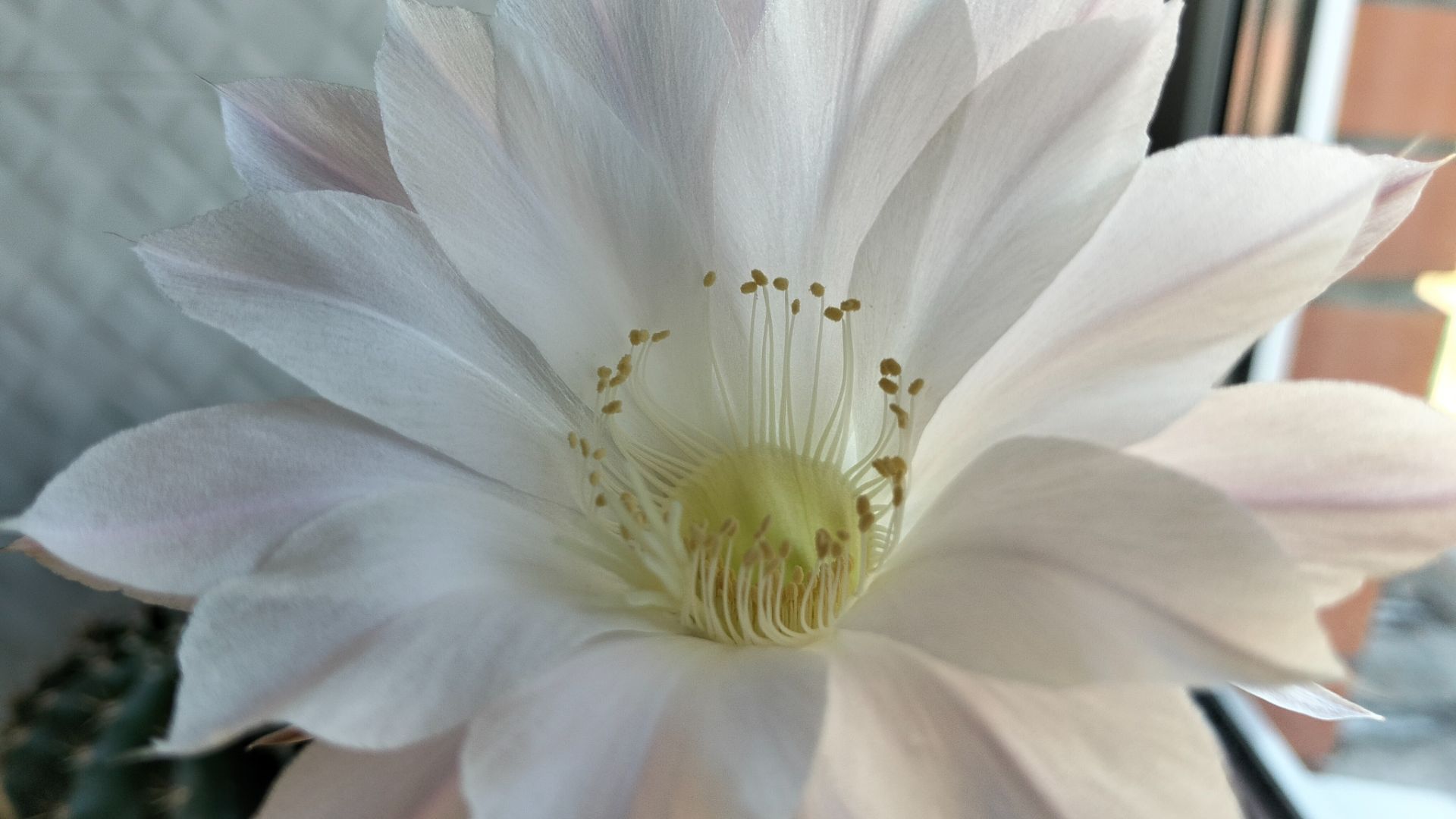 ЦВЕТОФОРИЯ.