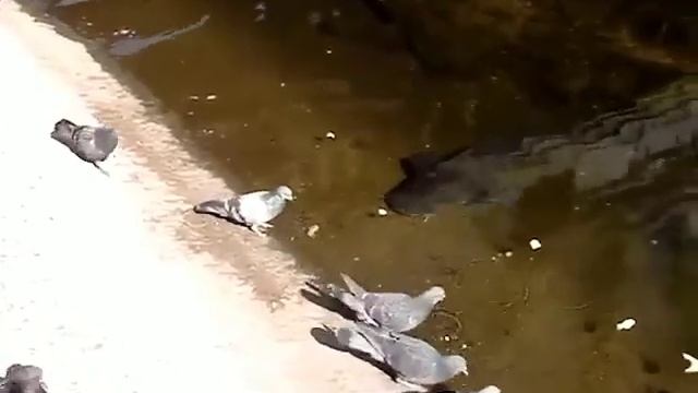 Сом наблюдает за голубями.