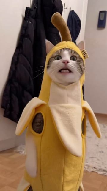 Кит мотиватор