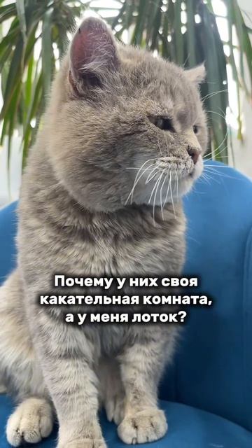 Самонадеянные коты