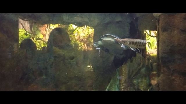 океанариум