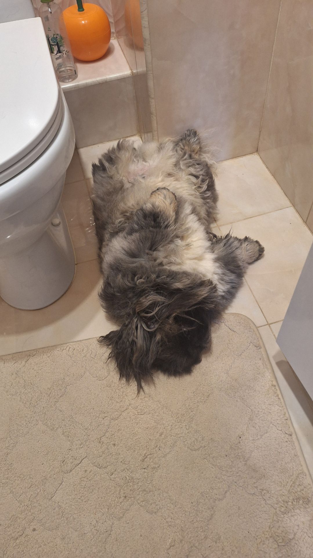 Пекинес Дендик любит спать в туалете на плитке