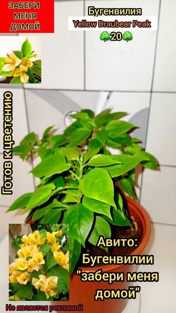 обзор/Бугенвилия