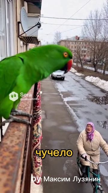 Попугай ругается #sora #ии #юмор #попугай #funny #animals #угар #birds #смех #parrot #бабка #cute