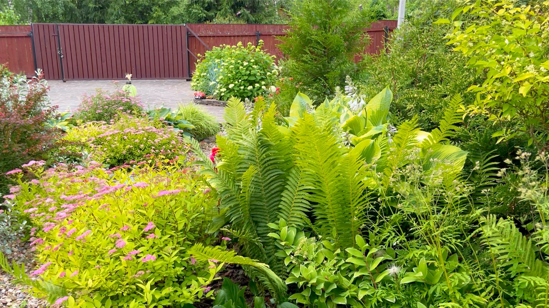 Многолетние растения с декоративной по форме и структуре листвой.