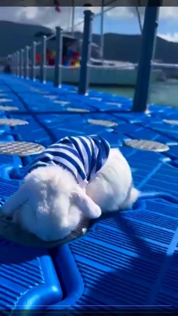 Встречаем гостей на морскую прогулку