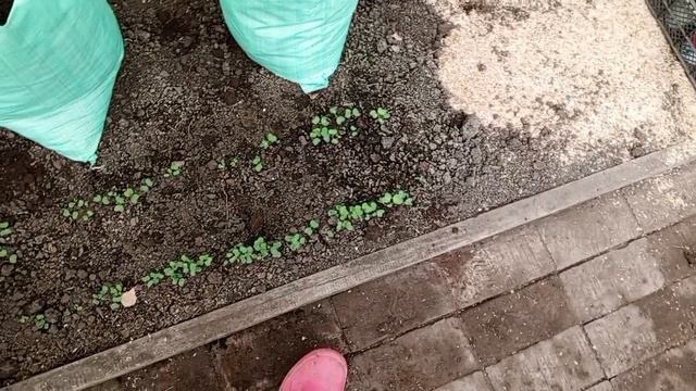 дела домашние 22апреля