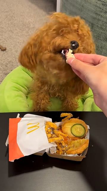 Фиеик пробует Makbonls 🍟