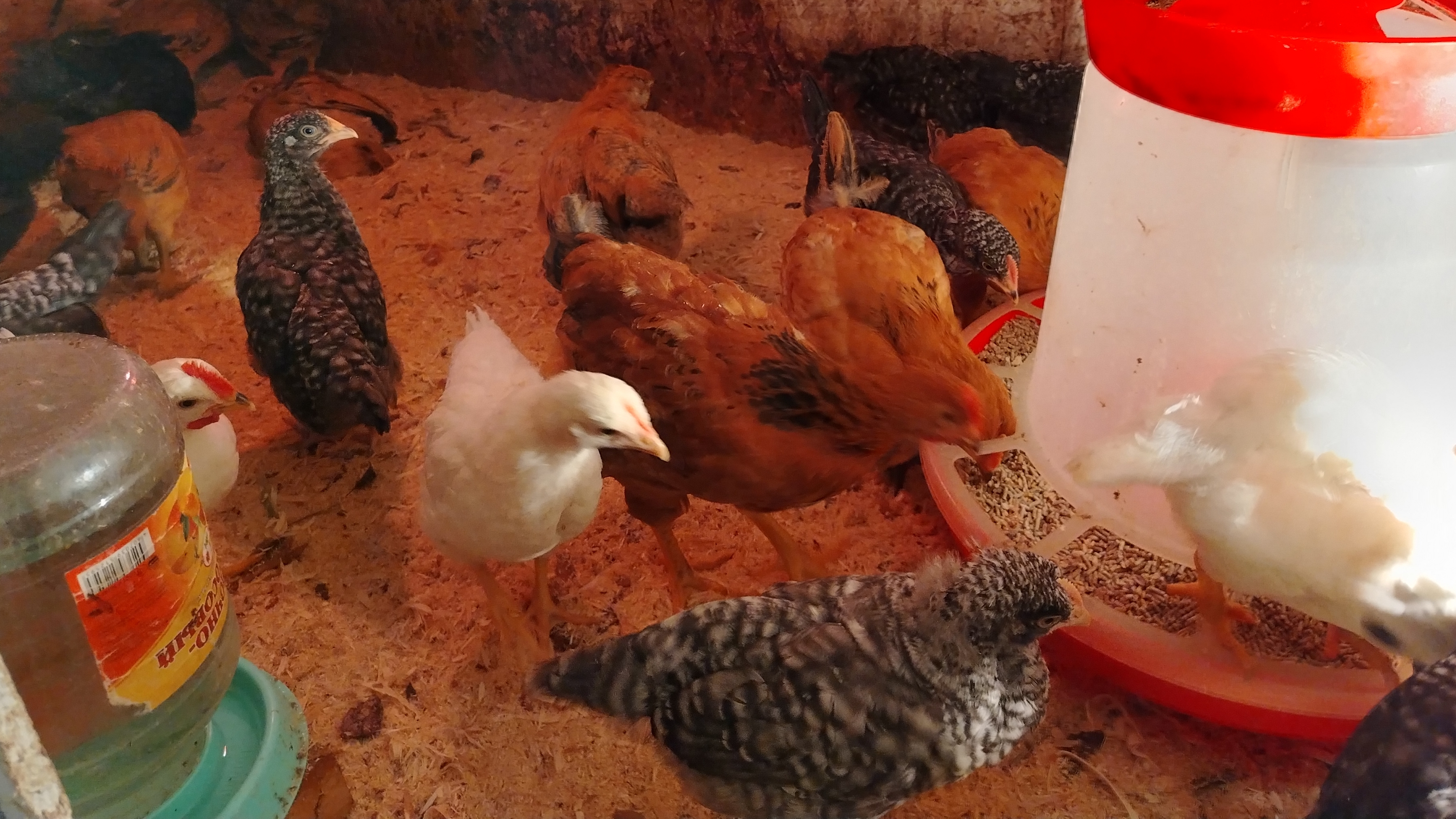 22-04-2026 Заподозрила неладное и сразу пошла на ветучасток / цыплятам хорошо.