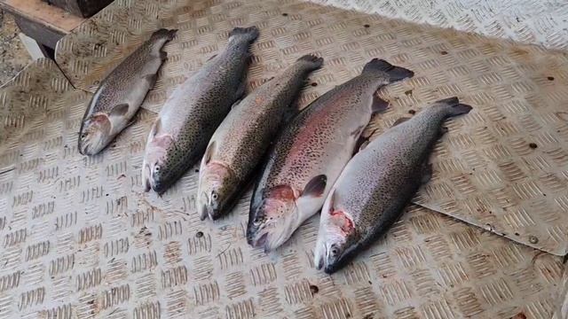 итоговый улов форели