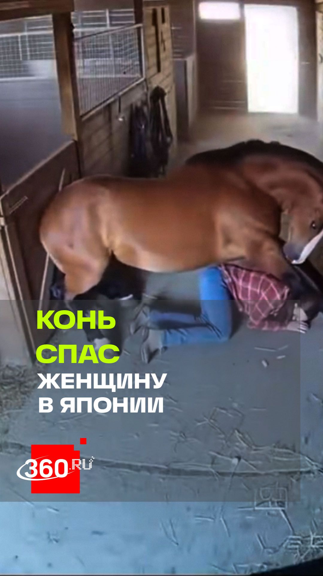 «Не убежала, а прикрыла собой»: лошадь спасла женщину при землетрясении