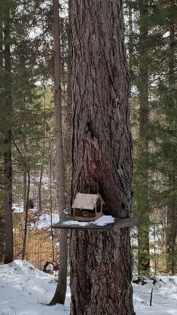 Сибирский отдых 🌲 ❄️