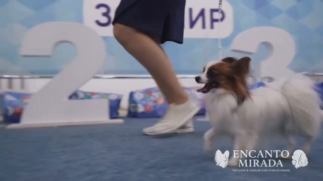 Монопородная выставка собак породы Континентальный той спаниель. г.Саратов