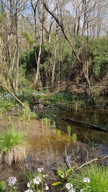 Прекрасное болото