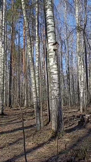 Лесные дороги в апреле.