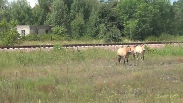 Чернобыль.лошади Пржевальского