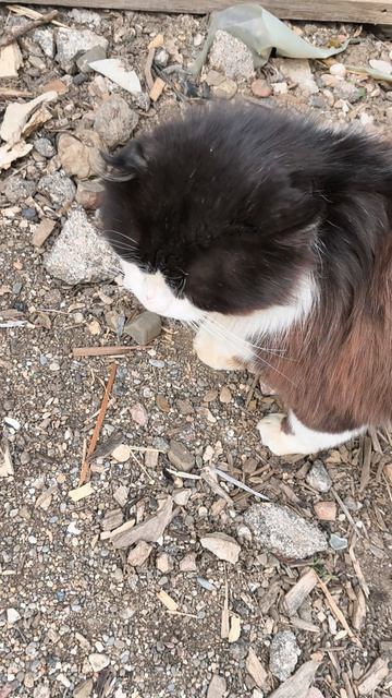 #16 Где мать детей? #кот #котята #котики #влог #дневник #юмор #треш