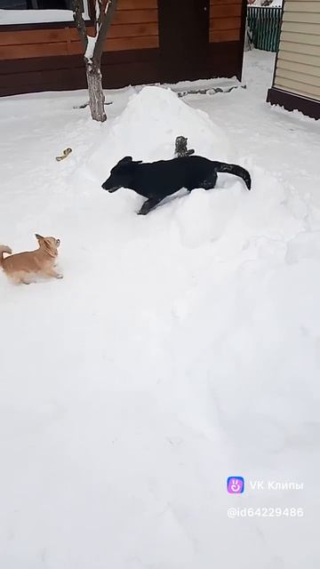 Мики гоняет Боба