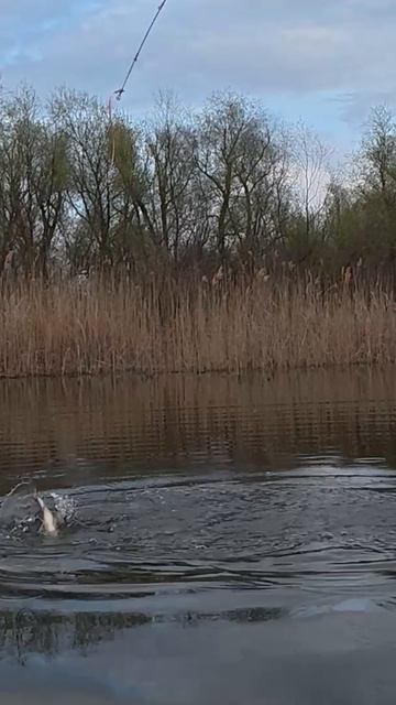 Рыбалка на карася на боковой кивок