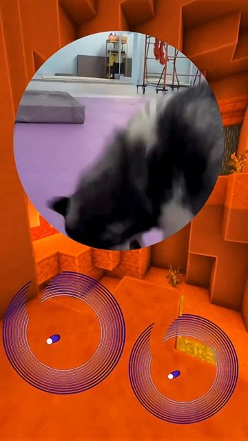 На холодную не заводится прогреть надо! Ноги нужно мыть! У собаки просто аллергия на французский сыр