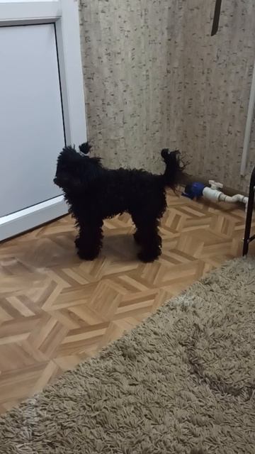 Айза плакса...😂 Слезы собачки.