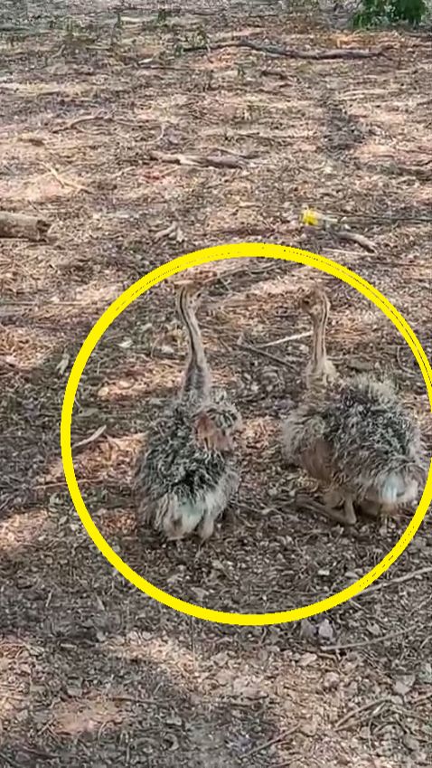 Страусы со страусятами