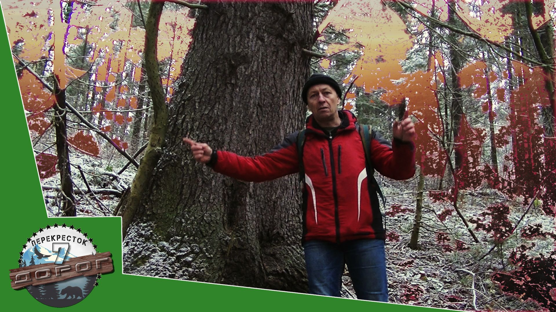 ЛЕС.  Пермские исполины.  ДЕРЕВЬЯ долгожители.  ДЕРЕВЬЯ гиганты.  ДЕРЕВЬЯ России.  Пермский край.