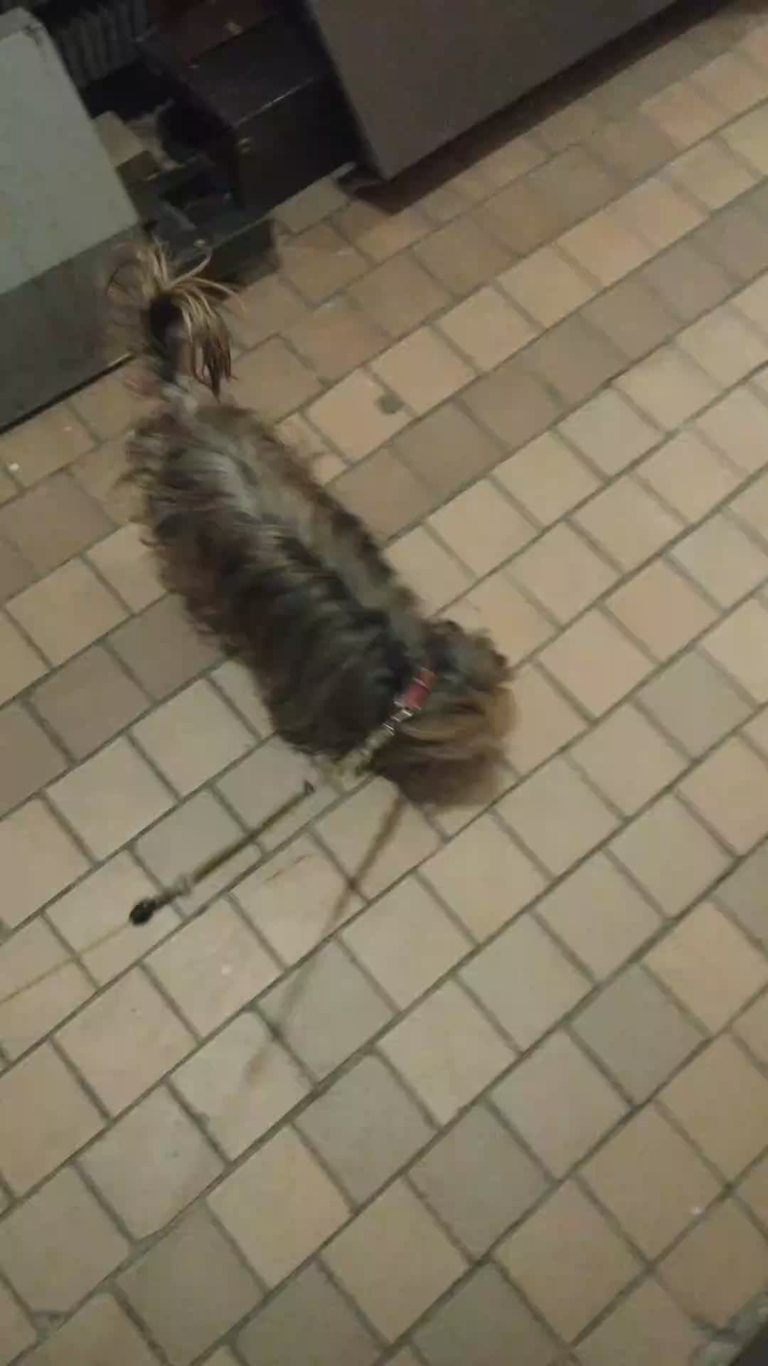 Мы идём гулять с собакой! | 22-апр-2026