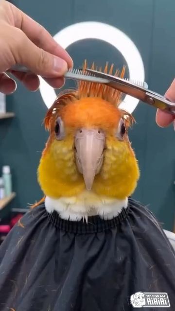 ПОПУГАЙ нейросеть