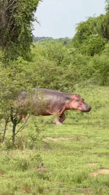 Running hippo. Бегущий бегемотик